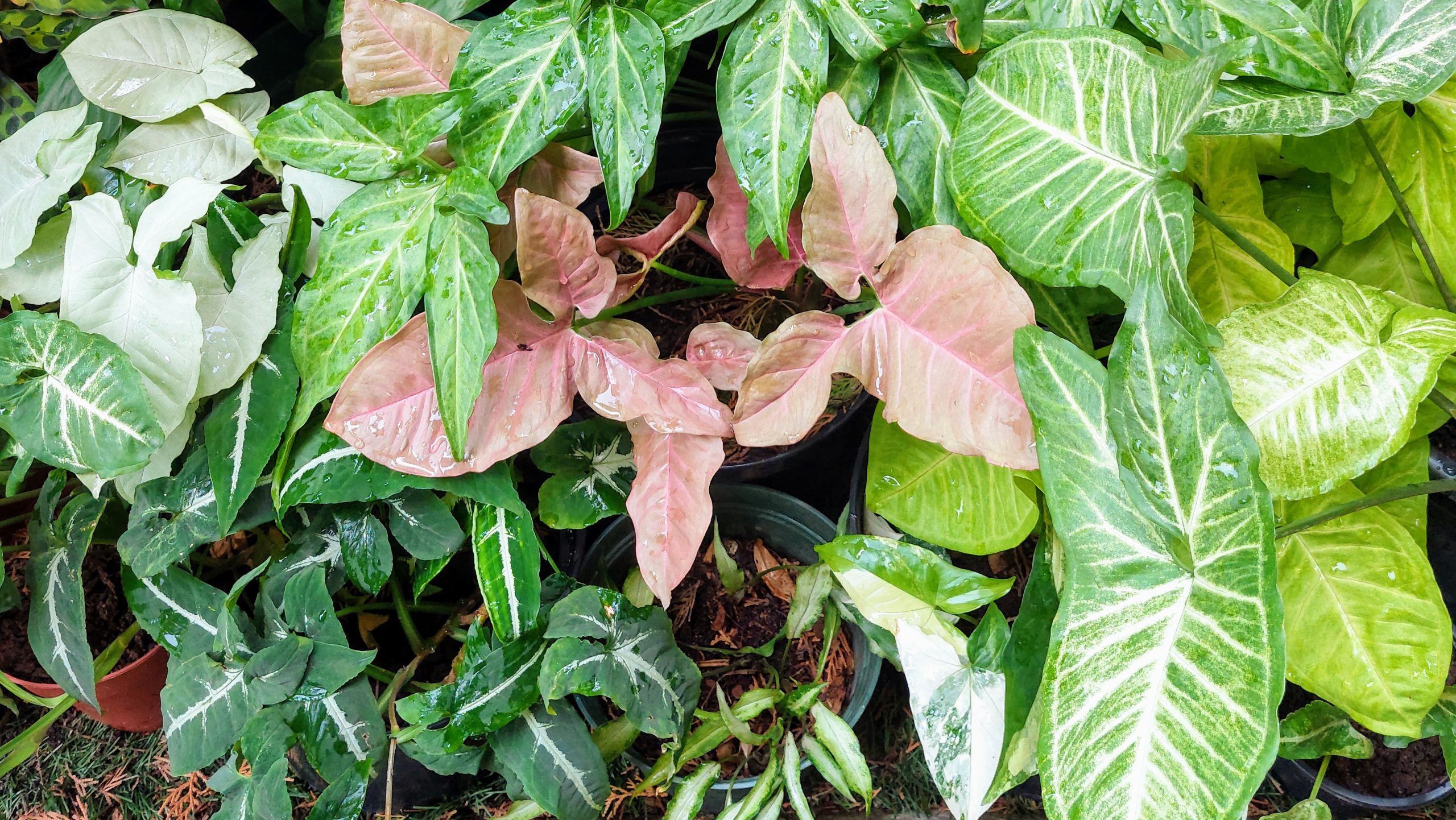 syngonium plant profile - plants in tropical spaces